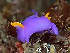 Sagaminopteron ornatum