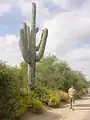 Un cactus saguaro géant en Arizona, l'homme à droite mesure 1,80&nbsp;mètre.