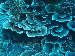 A la surface de ces plateaux, on retrouve les polypes reliés par le coenosarc.