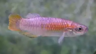 Valencia hispanica (Valenciidae)