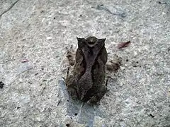 Proceratophrys boiei