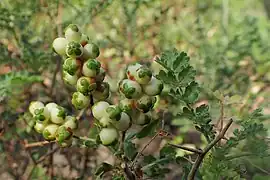Feuille pennée, fruits immatures.