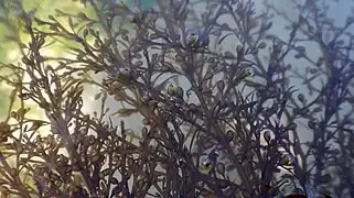 Bordure d'une « canopée » de sargasses (propice à un réchauffement local de l'eau à marée basse) .