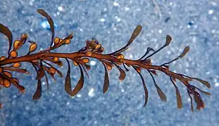 Extrémité d'une fronde de sargasse.