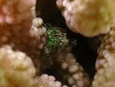 Espèce non décrite à La Réunion