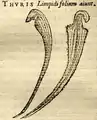 Premier dessin du Sarracenia par Matthias de l'Obel, 1571.