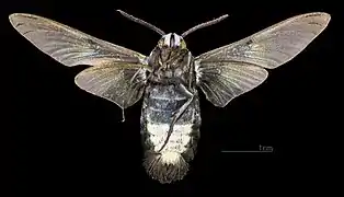 Face ventrale du mâle (coll.MHNT)