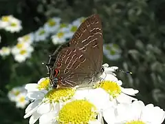Satyrium liparops (Canada).