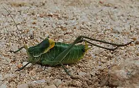 Polysarcus denticauda.