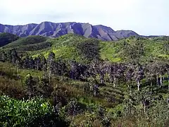Paysage de savane à niaoulis au nord de la côte Ouest de la Grande Terre en Nouvelle-Calédonie.