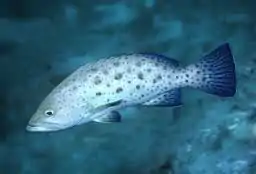 Mycteroperca prionura