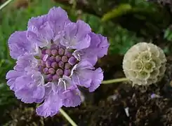 Scabieuse à feuilles de graminée