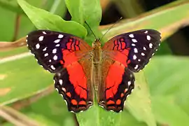Anartia amathea