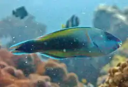 Phase finale (mâle)