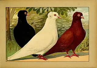 Illustration de 1906.