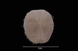 Schizocosmus abatoides, une des espèces placées sous « Paleopneustina incertae sedis A ».