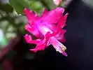 Fleur de Schlumbergera truncata.