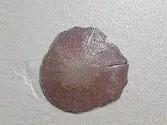 Sculpsitechinus auritus