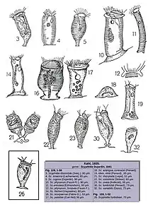 14 espèces de Scyphidia(Kahl 1935)