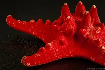 Spécimen momifié et teint, vendu comme souvenir aux touristes.