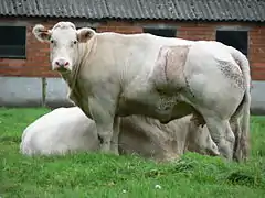 Cicatrice de césarienne d'une vache Blanc bleu belge.