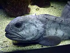 Détail de la tête.