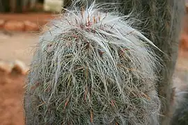 gros plan des poils de "El Viejo Hombre de los Andes"