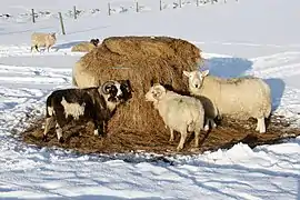 Moutons dans la neige se nourrissant d'une balle d'ensilage posée dans un râtelier cylindrique (après retrait du plastique). Îles Shetland, Grande-Bretagne.
