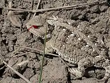 Un lézard Phrynosoma cornutum fait jaillir le sang de ses yeux.