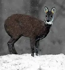 Moschus moschiferus