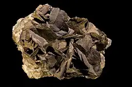 Sidérite pseudomorphose en limonite - Allevard Isère - (14&nbsp;×&nbsp;12&nbsp;cm)