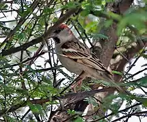 Moineau du Sind (Passer pyrrhonotus), spécimen mâle.