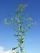 Port, feuilles caulinaires.