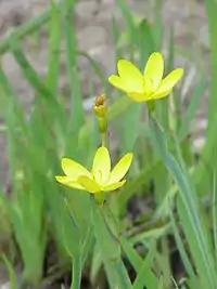 Sisyrinchium californicum