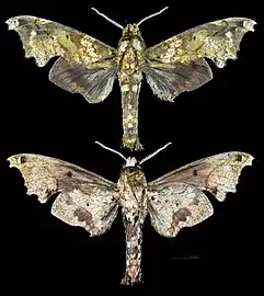 Smerinthulus mirabilis