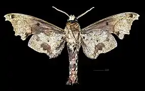 revers du mâle (coll.MHNT)