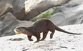 Lutrogale perspicillata