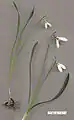 Galanthus gracilis