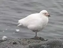 Chionis blanc (Chionis alba)