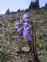 Soldanella alpina dans le Rax.