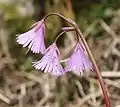 Soldanella alpina.