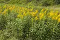 Solidago canadensis en Picardie (France).