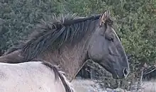 tête d'un cheval à la robe gris noir