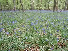 Sous-bois à jacinthes des bois au printemps.
