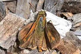 Wallengrenia otho, dessus.