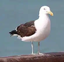 Goéland dominicain  (Larus dominicanus)