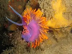 Flabellina iodinea (Nudibranchia)