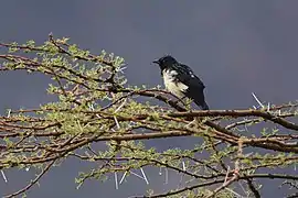 Speculipastor bicolor