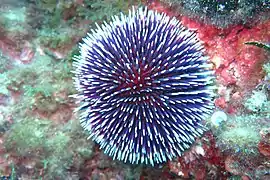 Sphaerechinus granularis