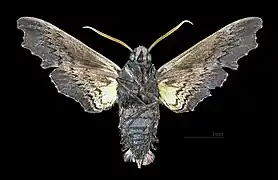 Face ventrale du mâle(coll.MHNT)